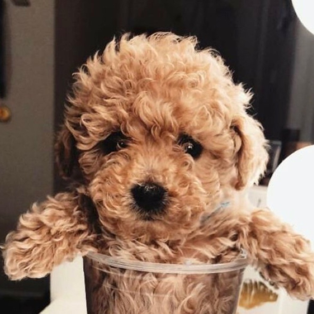 Meet your Posher, Valentina